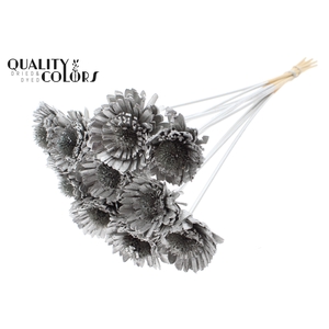 Shola Daisy Sunflower 6cm on stem Platina