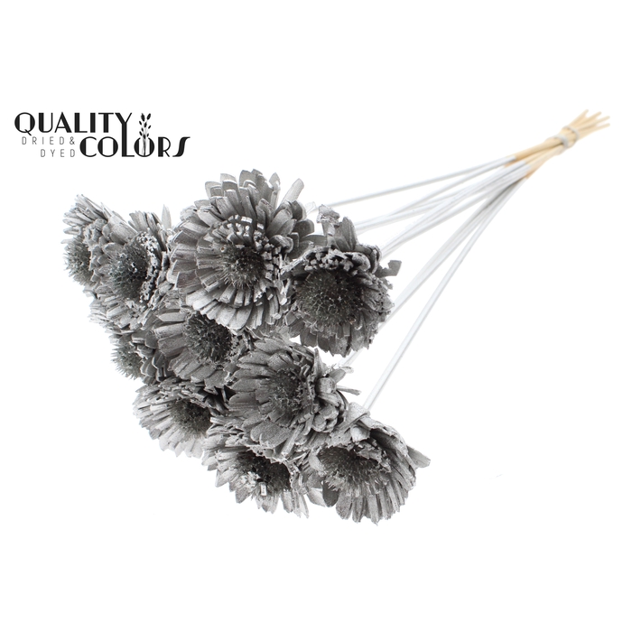 <h4>Shola Daisy Sunflower 6cm on stem Platina</h4>