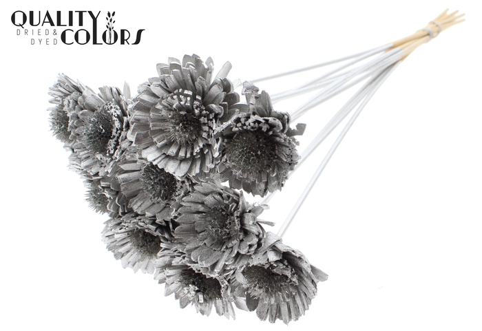 Shola Daisy Sunflower 6cm on stem Platina