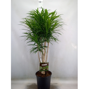 Dracaena refl. 'Anita'