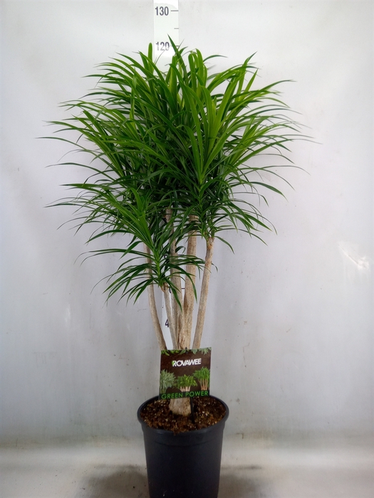 <h4>Dracaena refl. 'Anita'</h4>