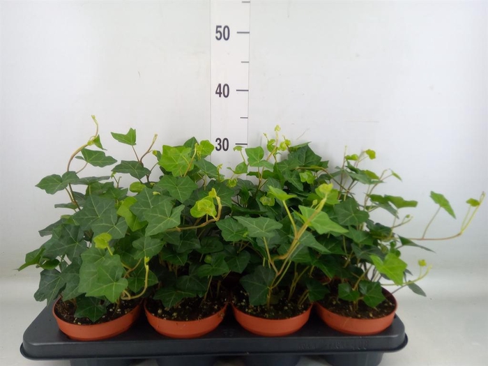 <h4>Hedera hibernica</h4>