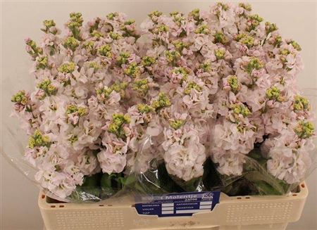 <h4>TILBUD TILBUD ROSA LEOKØJ</h4>