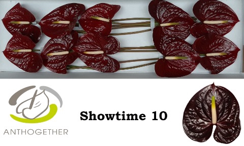 <h4>Anthurium Showtime</h4>