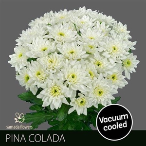 Chr T Pina Colada