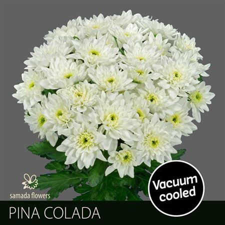<h4>Chr T Pina Colada</h4>