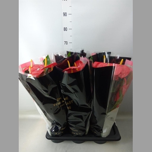 Anthurium andr. 'Oklahoma'