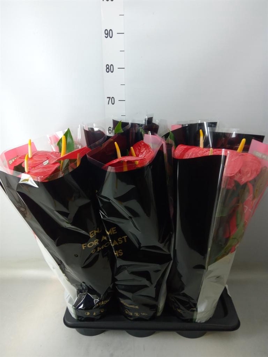 <h4>Anthurium andr. 'Oklahoma'</h4>