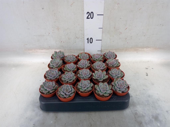 <h4>Echeveria ...</h4>