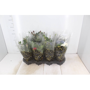 ROSEIRA MINI P13