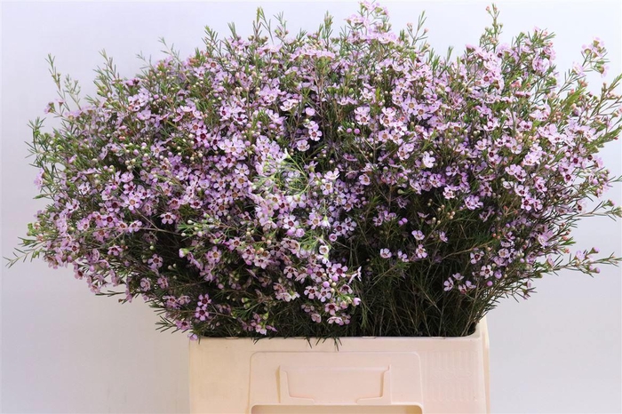 <h4>CHAME UN EARLY NIR</h4>