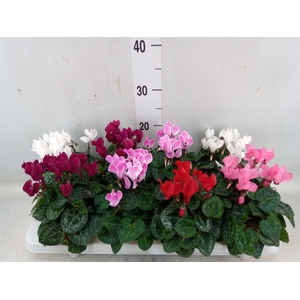 Cyclamen KL 'Verano'