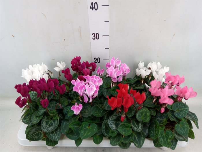 <h4>Cyclamen KL 'Verano'</h4>