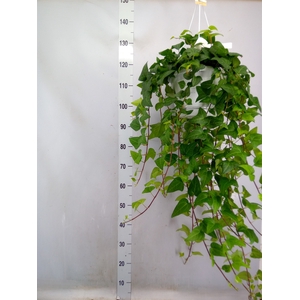 Hedera helix 'Mein Herz'