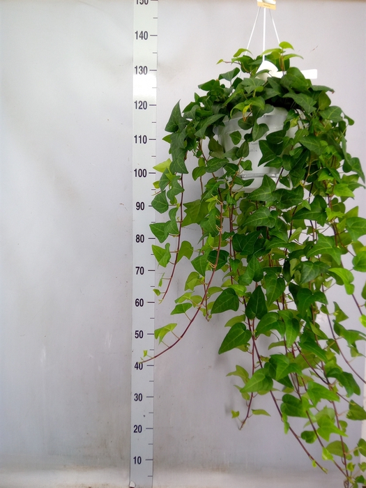 <h4>Hedera helix 'Mein Herz'</h4>