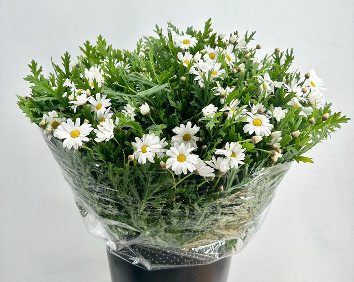 <h4>Leucanthemum White</h4>