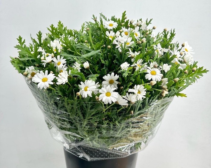 <h4>Leucanthemum White</h4>
