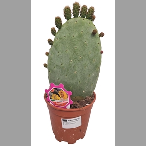 OPUNTIA