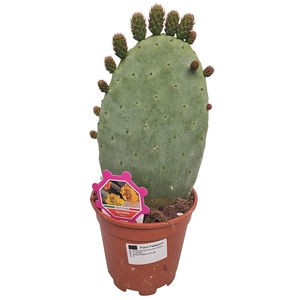 OPUNTIA