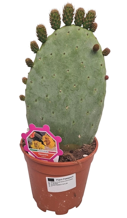 <h4>OPUNTIA</h4>