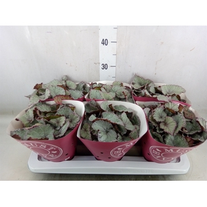 Begonia BD 'Hawaiian Silver'