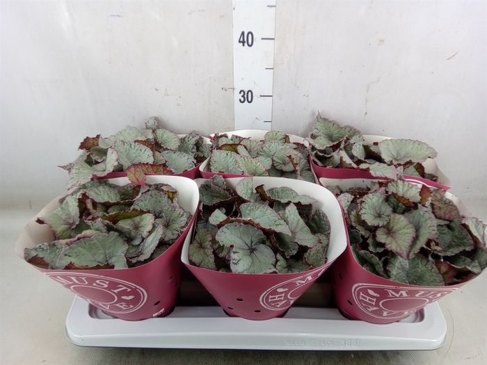 <h4>Begonia BD 'Hawaiian Silver'</h4>
