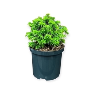 Abies b. 'Piccolo'