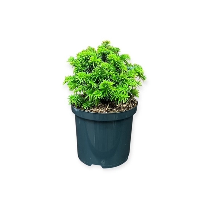 <h4>Abies b. 'Piccolo'</h4>