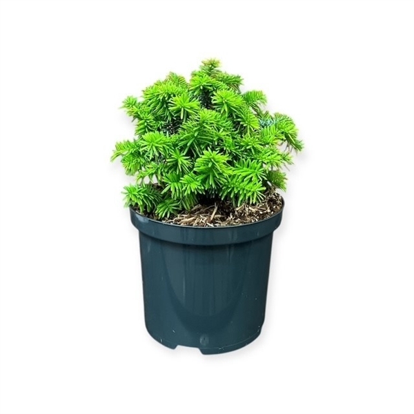 Abies b. 'Piccolo'