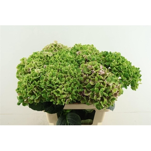 Hydr M Cl. Coral 60-17
