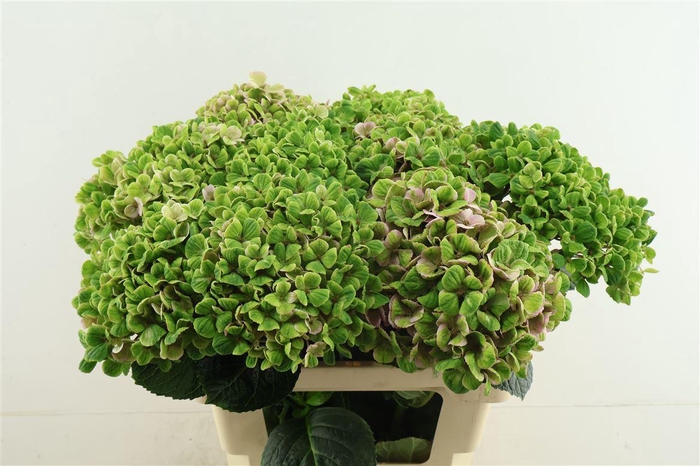 <h4>Hydr M Cl. Coral 60-17</h4>