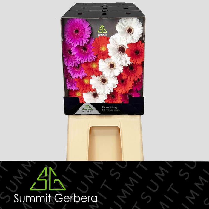 <h4>Germini Mix Dream Christmas Diamond</h4>