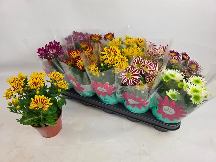 <h4>CHRYS GEM 6 KL</h4>