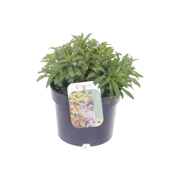 <h4>Sedum kamtschaticum The Edge</h4>