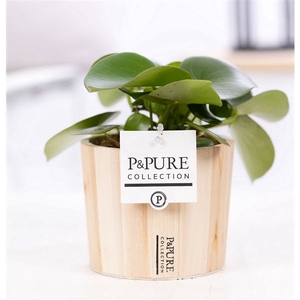 Peperomia Raindrop in P&PURE Wood 5