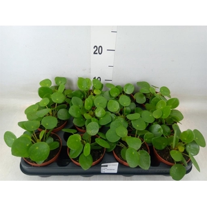 Pilea peperomioides