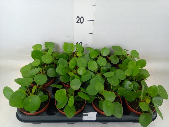 <h4>Pilea peperomioides</h4>
