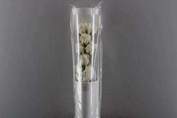 <h4>Led-rozen Wit H%</h4>