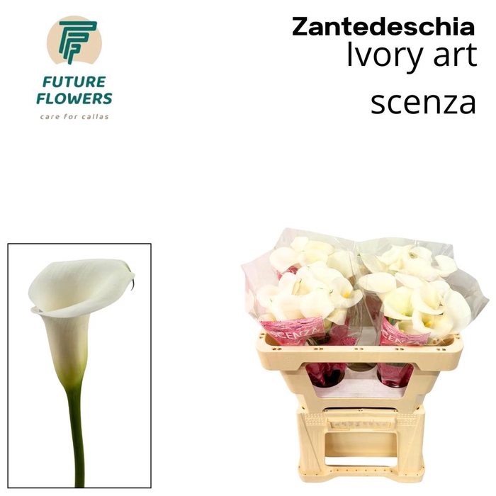 <h4>Zant Ivory Art Scenza</h4>