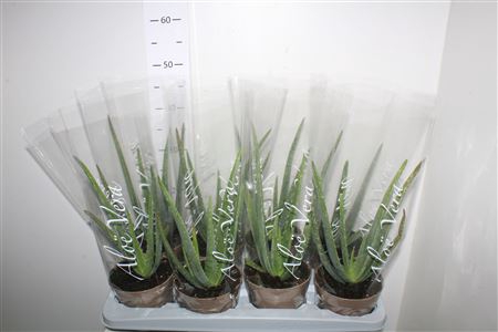 <h4>Aloe Vera</h4>