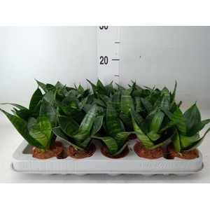 Sansevieria trifa. 'Hahnii'