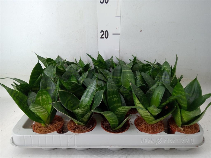 <h4>Sansevieria trifa. 'Hahnii'</h4>
