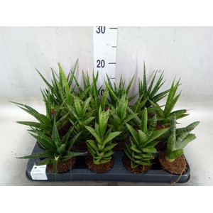 Sansevieria cyl.  ...
