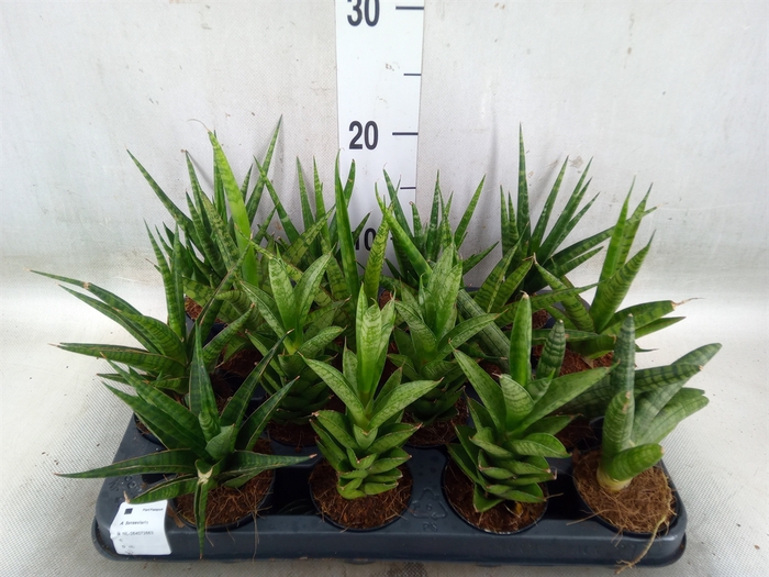 <h4>Sansevieria cyl.  ...</h4>