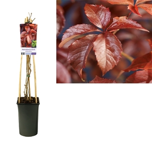 Parthenocissus quinquefolia +light label