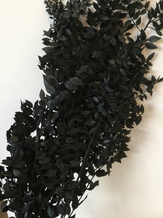 DRIED FLOWERS - RUSCUS BLACK
