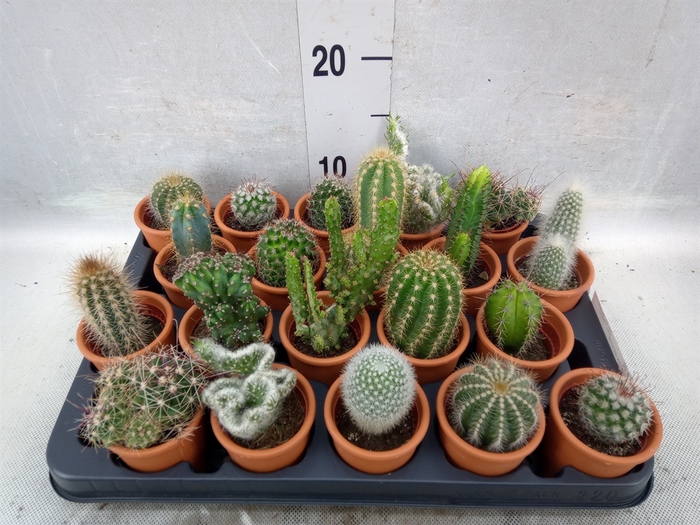 <h4>Cactus   ...</h4>