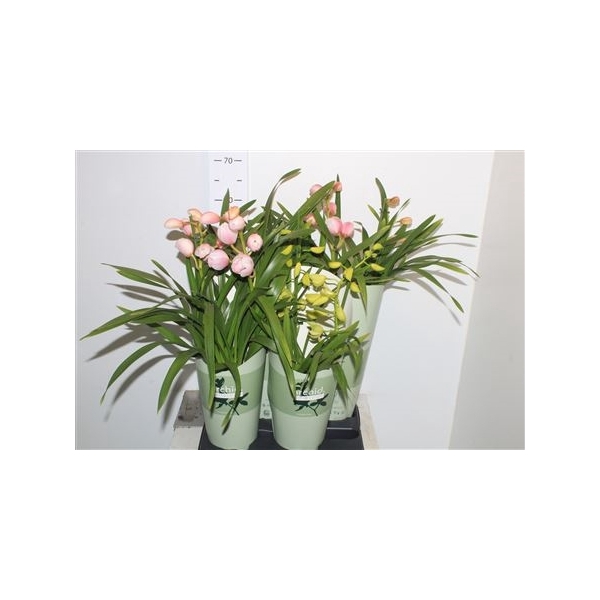 <h4>Cymbidium Gem 2 Branches</h4>