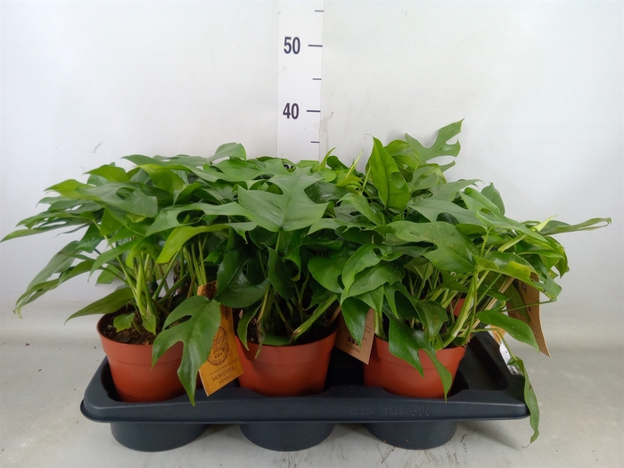 <h4>Monstera   ...</h4>