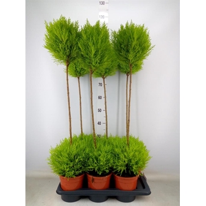 Cupressus macro. 'Goldcrest' .shape